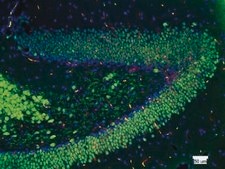 Anti-NeuN Antibody, clone A60, biotin conjugated clone A60, Chemicon®, from mouse