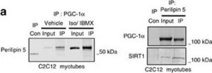 Anti-Sirt1(Sir2) Antibody Upstate®, from rabbit