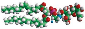 18:1 Lactosyl PE Avanti Research™ - A Croda Brand