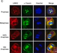 Anti-α-Tubulin−FITC antibody, Mouse monoclonal clone DM1A, purified from hybridoma cell culture