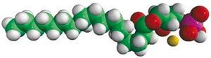 18:0 Lyso PA Avanti Research™ - A Croda Brand