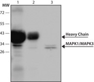 Anti-MAP Kinase (ERK-1, ERK-2) antibody produced in rabbit whole antiserum