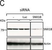 Anti-β-Actin−Peroxidase antibody, Mouse monoclonal clone AC-15, purified from hybridoma cell culture
