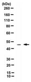 Anti-Cytokeratin 19 Antibody, clone TROMA-3 clone TROMA-3, from rat