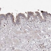 Anti-PCM1 antibody produced in rabbit Prestige Antibodies® Powered by Atlas Antibodies, affinity isolated antibody, buffered aqueous glycerol solution, Ab2