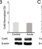 Anti-Connexin 45 Antibody, near CT, cytoplasmic Chemicon®, from rabbit