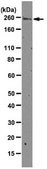 Anti-Cav1.2 calcium channel Antibody, clone L57/46 clone L57/46, from mouse
