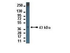 Anti-Connexin 43 Antibody Chemicon®, from rabbit