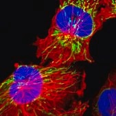 Anti-HSPD1 antibody produced in rabbit Prestige Antibodies® Powered by Atlas Antibodies, affinity isolated antibody, buffered aqueous glycerol solution