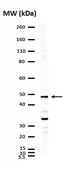 Anti-LMX-1 Antibody serum, from rabbit