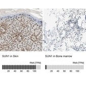 ANTI-SUN1 antibody produced in rabbit Ab1, Prestige Antibodies® Powered by Atlas Antibodies, affinity isolated antibody, buffered aqueous glycerol solution