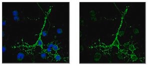 Anti-O4 Antibody, clone 81 clone 81 (mAB O4), Chemicon®, from mouse