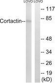 Anti-Cortactin antibody produced in rabbit affinity isolated antibody