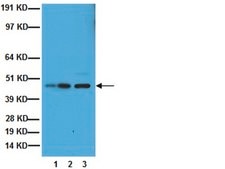 Anti-Growth Associated Protein 43 Antibody, clone 9-1E12 clone 9-1E12, Chemicon®, from mouse