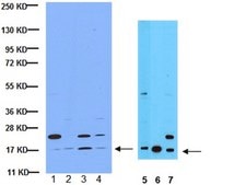 Anti-Histone H3 Antibody 0.5 mg/mL, Upstate®