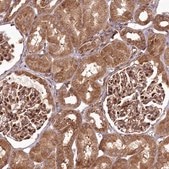 Anti-COPG1 antibody produced in rabbit Prestige Antibodies® Powered by Atlas Antibodies, affinity isolated antibody
