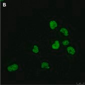 Anti-Olig2 Antibody, clone 1K2 ZooMAb® Rabbit Monoclonal recombinant, expressed in HEK 293 cells