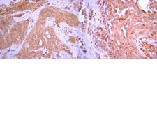 Anti-Osteocalcin Antibody serum, from rabbit