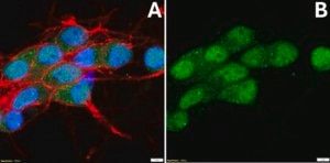 Anti-NeuN Antibody (rabbit) from rabbit, purified by affinity chromatography