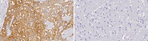 Anti-Dopamine Transporter Antibody, clone 1D2 ZooMAb® Rabbit Monoclonal recombinant, expressed in HEK 293 cells