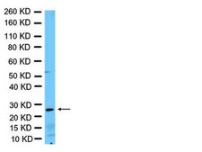 Anti-Nkx-3.1 Antibody Chemicon®, from rabbit