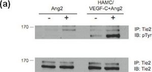 Anti-Phosphotyrosine Antibody, clone 4G10® clone 4G10®, Upstate®, from mouse