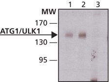 Anti-Atg1/ULK1 antibody produced in rabbit ~1 mg/mL, affinity isolated antibody, buffered aqueous solution