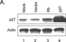 抗アクチン ウサギ宿主抗体 affinity isolated antibody, buffered aqueous solution