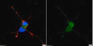 Anti-NeuN Antibody serum, from guinea pig