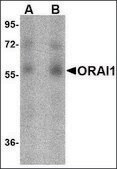 Monoclonal Anti-ORAI1 antibody produced in mouse clone 3F6H5, purified immunoglobulin, buffered aqueous solution