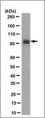 Anti-PSD95 Antibody, clone 1A8.1 clone 1A8.1, from mouse