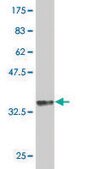 Monoclonal Anti-GATA3 antibody produced in mouse clone 1C1, purified immunoglobulin, buffered aqueous solution
