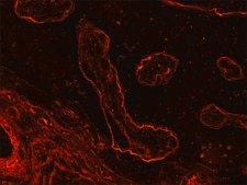 モノクロナール抗ラミニン マウス宿主抗体 clone LAM-89, purified from hybridoma cell culture