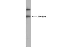 Anti-GluR1 Antibody, Recombinant, rabbit monoclonal Upstate®, from rabbit