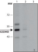 Anti-GSDMD (126-138) antibody produced in rabbit IgG fraction of antiserum, buffered aqueous solution