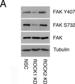 Anti-α-Tubulin antibody, Mouse monoclonal clone DM1A, purified from hybridoma cell culture