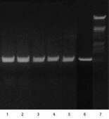 High Pure RNA Tissue Kit sufficient for 50 isolation(s), suitable for RT-PCR, suitable for Northern blotting