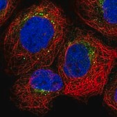 Anti-GRN antibody produced in rabbit Prestige Antibodies® Powered by Atlas Antibodies, affinity isolated antibody, buffered aqueous glycerol solution