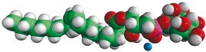 18:1 Lyso PI 1-oleoyl-2-hydroxy-sn-glycero-3-phospho-(1′-myo-inositol) (ammonium salt), powder
