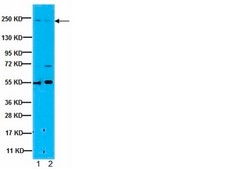 Anti-CD45RA Antibody, Clone MEM 56 clone MEM 56, from mouse