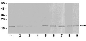 Anti-trimethyl-Histone H3 (Lys9) Antibody serum, Upstate®