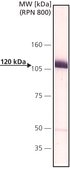 Anti-V5 antibody, Mouse monoclonal clone V5-10, purified from hybridoma cell culture