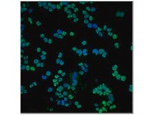 Anti-Olig2 Antibody, clone 211F1.1 clone 211F1.1, from mouse