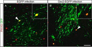 Anti-phospho-Histone H3 (Ser10) Antibody, Mitosis Marker Upstate®, from rabbit