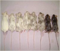 RESGRO Culture Medium, 250ml The RESGRO Culture Medium is a specialty media that can be utilized to complement traditional murine Embryonic Stem (ES) cell culture media containing ESGRO murine LIF medium supplement.