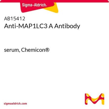 Anti-MAP1LC3 A Antibody serum, Chemicon®
