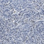 Anti-BNIP3L antibody produced in rabbit Prestige Antibodies® Powered by Atlas Antibodies, affinity isolated antibody, buffered aqueous glycerol solution