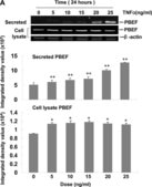 Anti-β-Actin antibody, Mouse monoclonal clone AC-15, purified from hybridoma cell culture