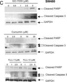 Anti-Glyceraldehyde-3-Phosphate Dehydrogenase Antibody, clone 6C5 clone 6C5, Chemicon®, from mouse