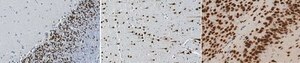 Anti-NeuN Antibody (rabbit) from rabbit, purified by affinity chromatography